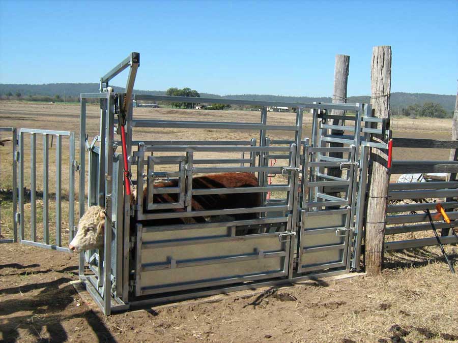 cattle vet crush photo