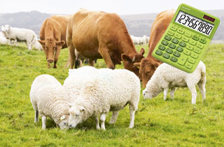 Sheep cow goat gestation calculator
